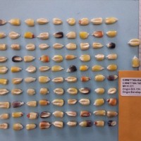 CIMMYTMA 16594 - Reference Inventory.jpg