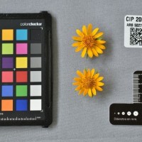 CIP 205004 (flower).jpg