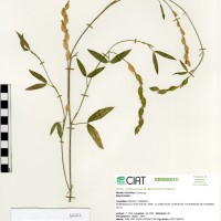 14202 herbarium