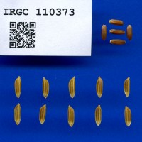 IRGC 110373 Seed Photo