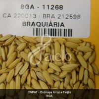 BRA00008603-3.JPG