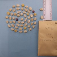 CIMMYTMA 8068 - Reference inventory.jpg