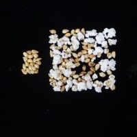 Popped and not popped comparison.jpg