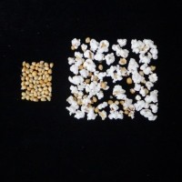 Popped and not popped comparison.jpg