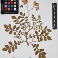 CIP 761739_OCH 13696_03.jpg