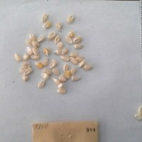 CIMMYTMA 984 - Reference Inventory.jpg