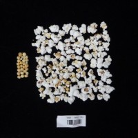 Popped and not popped comparison labeled.jpg