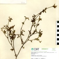 2727 herbarium