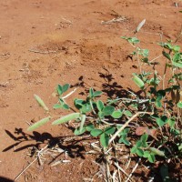 Argyrolobium tysonii 18246.JPG