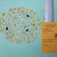CIMMYTMA 23310.jpg