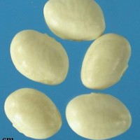G40001 seed.jpg