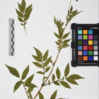 CIP 765709_RPSP 021_08.jpg