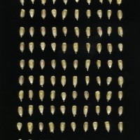 CIMMYTMA 1384 MEXI 102 TC24U-2903-85 K.jpg