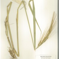 IRGC 100900 Herbarium