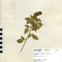 19579 herbarium