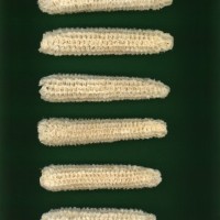 CIMMYTMA 303 JALI 253 PV22A-1903-96 C0070 _compress.jpg