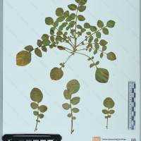 CIP 760296 herbarium