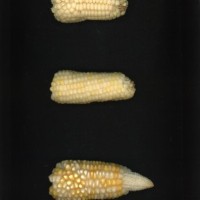 CIMMYTMA 19021 PAZM 04001 AF17A-0903-113 E1.jpg