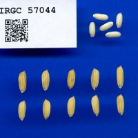 IRGC 57044 Seed Photo