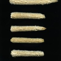 CIMMYTMA 4912 BRAZ 1986 AF20A-0903-51 C.jpg