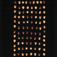 CIMMYTMA 5260 GUAT 374 PV22A-1903-233 K3880 _compress.jpg