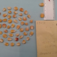 CIMMYTMA 5972 - Reference Inventory.jpg