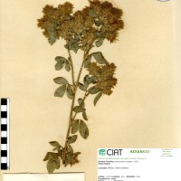 2738 herbarium