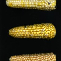 CIMMYTMA 27848 GUAT 1472 TC24U-2903-297 E.jpg