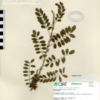 9189 herbarium
