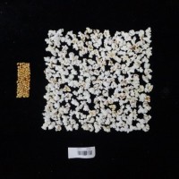 Popped and not popped comparison labeled.jpg