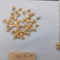 CIMMYTMA 769 - Reference Inventory.jpg