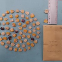 CIMMYTMA 7222 - Reference inventory.jpg