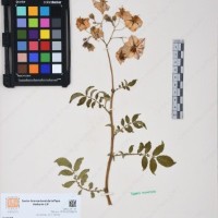 CIP 761195_OCHS 11299_01.jpg