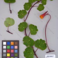 CIP 203007 Herbarium