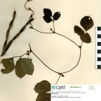 15615 herbarium
