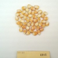 CIMMYTMA 4902 - Reference Inventory.jpg