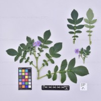 CIP 766059_VIR 03540_dms_H.jpg