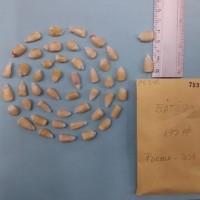 CIMMYTMA 7534 - Reference inventory.jpg