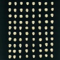 CIMMYTMA 27537 GUAT 1029 GD21B-6903-143 K.jpg