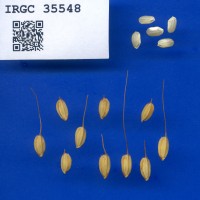 IRGC 35548 Seed Photo