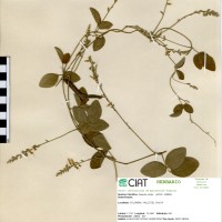 7406 herbarium
