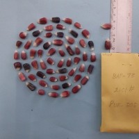 CIMMYTMA 7714 - Reference inventory.jpg