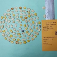 CIMMYTMA 23416.jpg