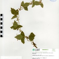 20861 herbarium