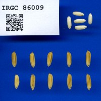 IRGC 86009 Seed Photo