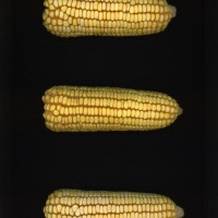 CIMMYTMA 7802 BRAZ 2237 AF22A-0903-92 E_compress.jpg