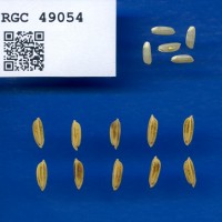 IRGC 49054 Seed Photo