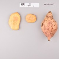 CIP 400033 (root).jpg