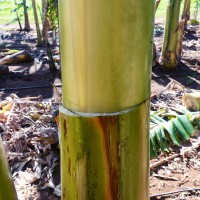 6.2.5 - Main underlying colour of the pseudostem (2018)