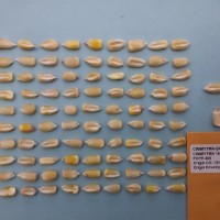 CIMMYTMA 16618 - Reference Inventory.jpg